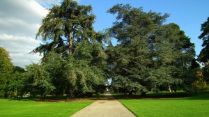 Kew Gardens conifers  